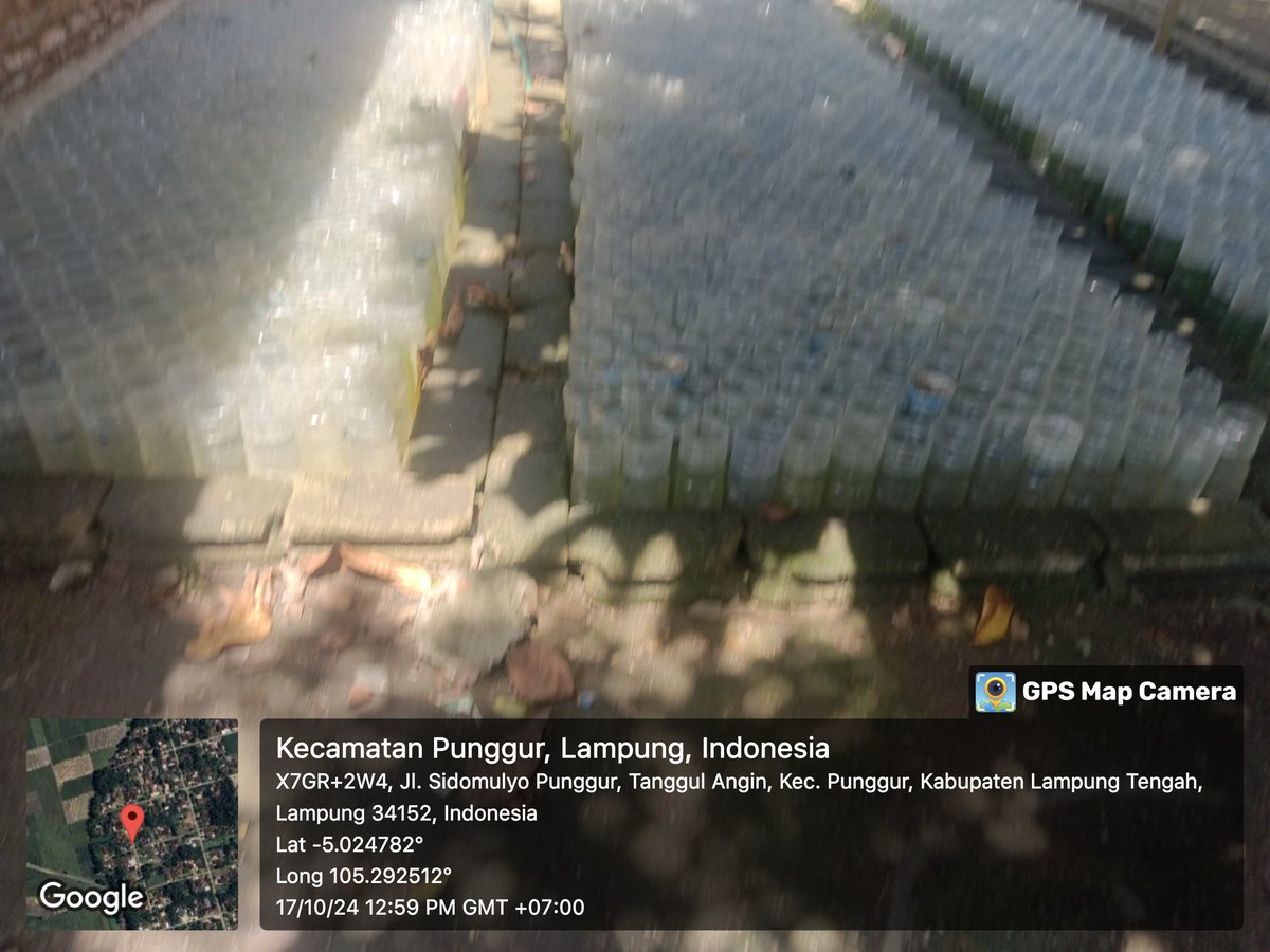 basoeki_hendri's tweet photo. Rabu (17/10/2024). Basuki Hendriawan, Lampung Tengah. Alen Priambodo, Pokdakan Sinar Betta 12, Sidomulyo. Budidaya Ikan hias, panen rata-rata 1-2 ribu ekor. Luas kolam 50 m2. Harga rata-rata Rp. 2.500,-/ekor  #GiatLuhkanSatminkalBRPPUPP 
#Luhlapor 
#Panen https://t.co/foYsh89UI3