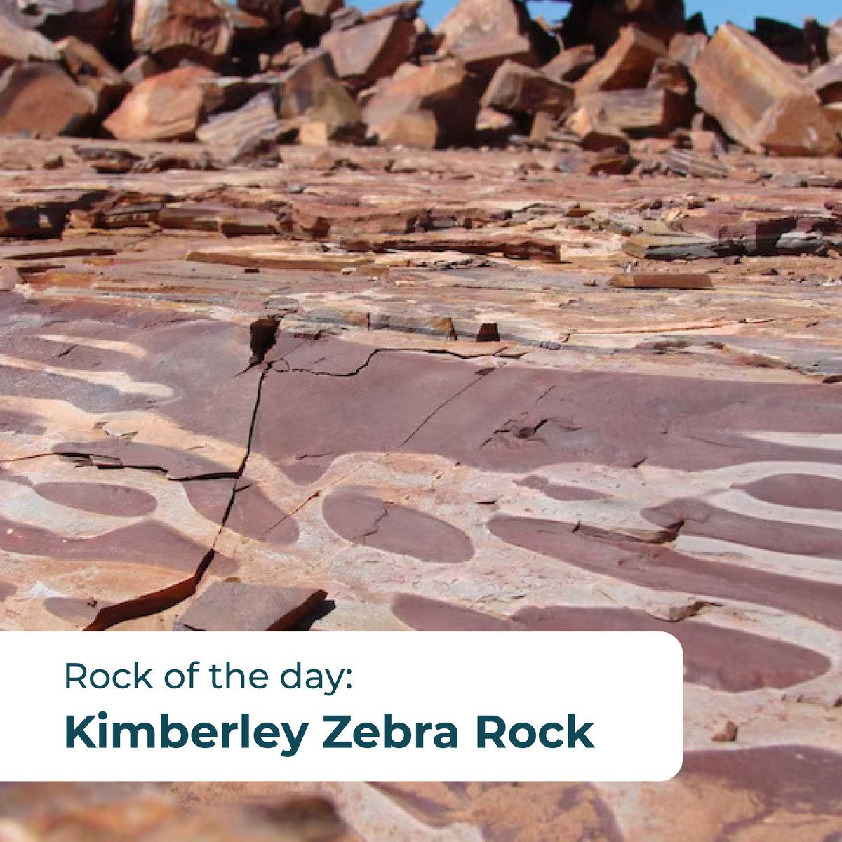 The majestic Kimberley Zebra Rock features distinctive bands of reddish-brown and white sediment created by the movement of iron oxides during the rock’s formation in the Ord River region. Its origins date back 670 million years - talk about timeless beauty! 🕰️🦓