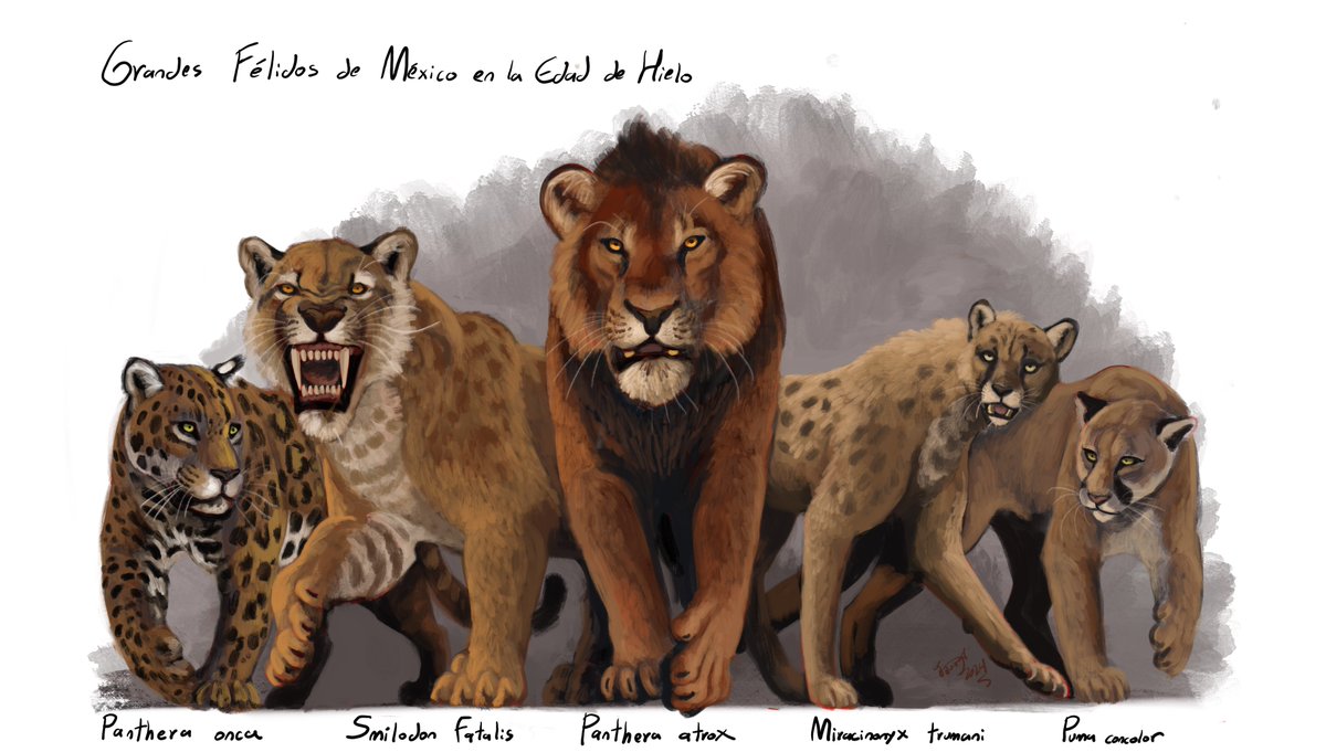 HodariNundu's tweet photo. All in all, you had very healthy probabilities of being mauled or eaten in late Pleistocene Mexico :B https://t.co/IBoSXJZdHZ