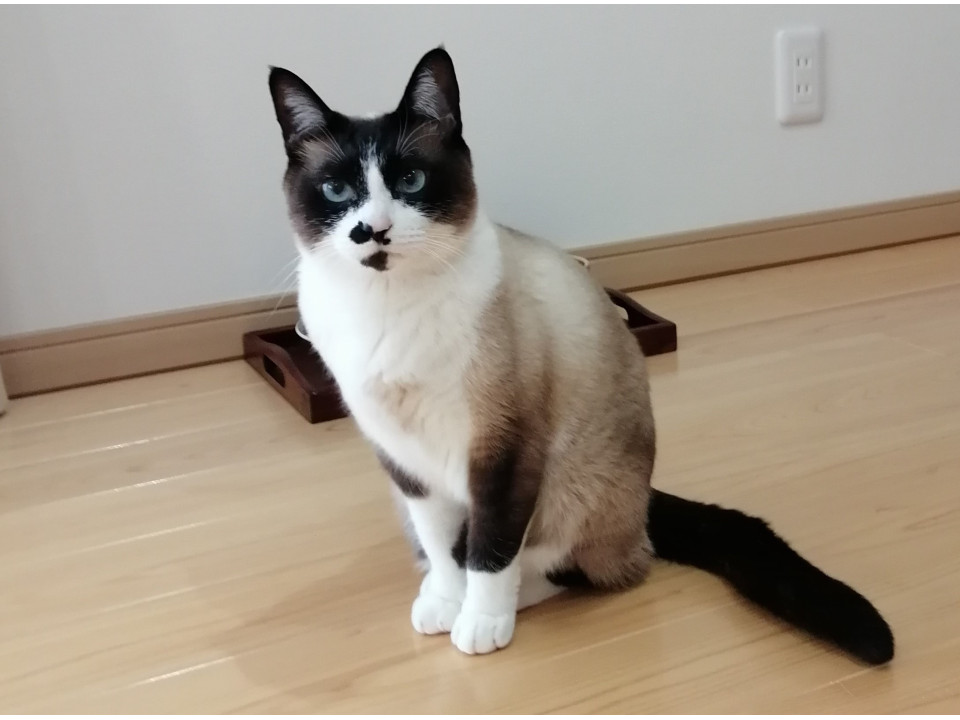 nekojiru_maigo's tweet photo. 🔍捜索中
シャム系ハチワレの女の子です

名前：ジュリー
性別：♀
月齢：約5歳
いなくなった日：🗓2024年10月10日(木)
詳細：https://t.co/feMe955kZJ

#迷い猫 #迷子 #静岡県 #富士宮市 #拡散希望 https://t.co/PqlAOxiwTQ