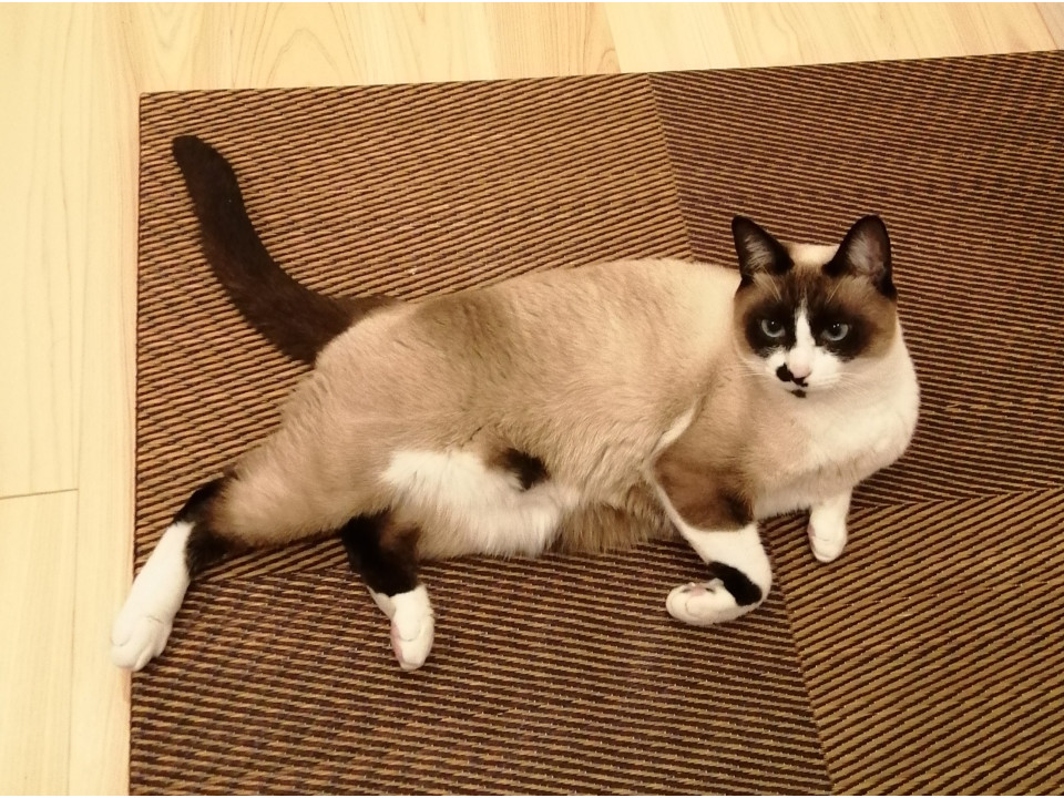 nekojiru_maigo's tweet photo. 🔍捜索中
シャム系ハチワレの女の子です

名前：ジュリー
性別：♀
月齢：約5歳
いなくなった日：🗓2024年10月10日(木)
詳細：https://t.co/feMe955kZJ

#迷い猫 #迷子 #静岡県 #富士宮市 #拡散希望 https://t.co/PqlAOxiwTQ