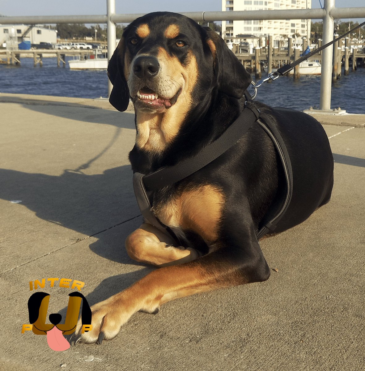 InterPup's tweet photo. Enjoying the sunshine. | James Bean

#InterPup #JamesBean #Puppy #Pup #Dog #PuppyPictures #Beagle #Coonhound #BlackandTan #BlackandTanCoonhound #doggy #pet #mydog #doglover #pupper #bark #spoiled #dogstagram #dogsofinstagram #puppiesofinstagram #doglife #dogs #ilovemydog #doggo https://t.co/XoX85iIsZO