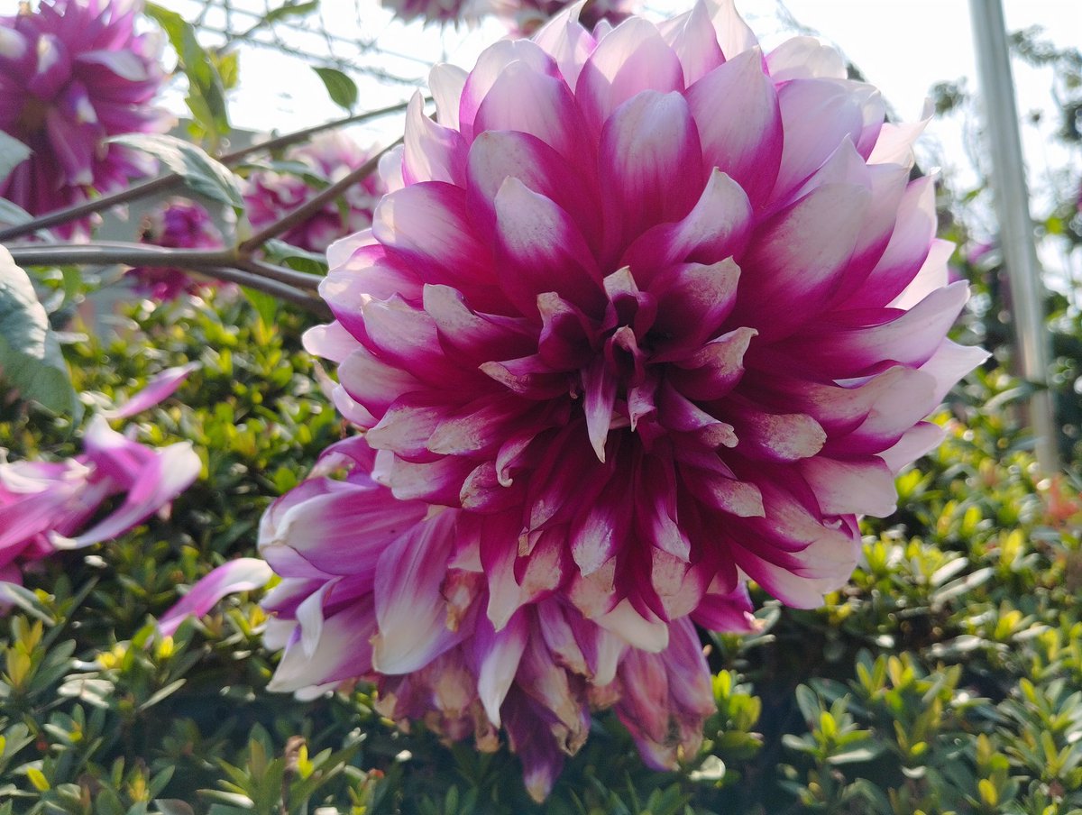 unnisha_usha's tweet photo. Good morning💮
#NaturePhotography #nature #NatureBeauty #morning #fridaymorning #flower #dahlia #dahliapinnata #pinkcolor #colors #flowersphotography #autumn #photography #October https://t.co/IPPqDky0r5