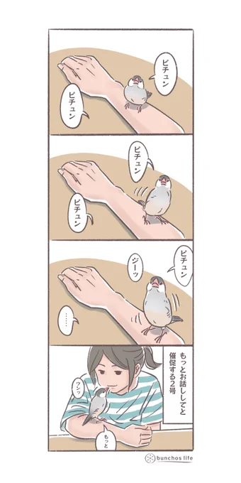 お返事がないと催促してくる2号
(↓ツリーにオマケあり)
#文鳥 
#4コマ漫画 