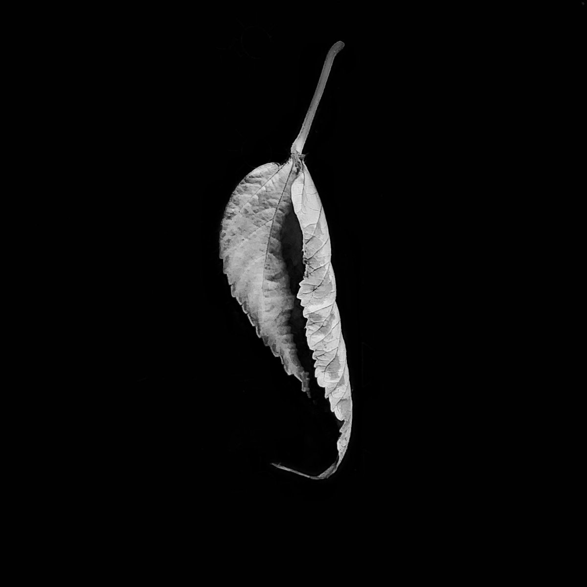 junekrisko's tweet photo. Hibiscus leaf.
.
.
.
#HaliburtonOntario #MyHaliburton #MyHaliburtonHighlands #HaliburtonHighlands #OnHighlands #JuneKriskoArtist #JuneKriskoPhotography #BlackAndWhite #HibiscusLeaf #ShareCanGeo https://t.co/VtquPniudp
