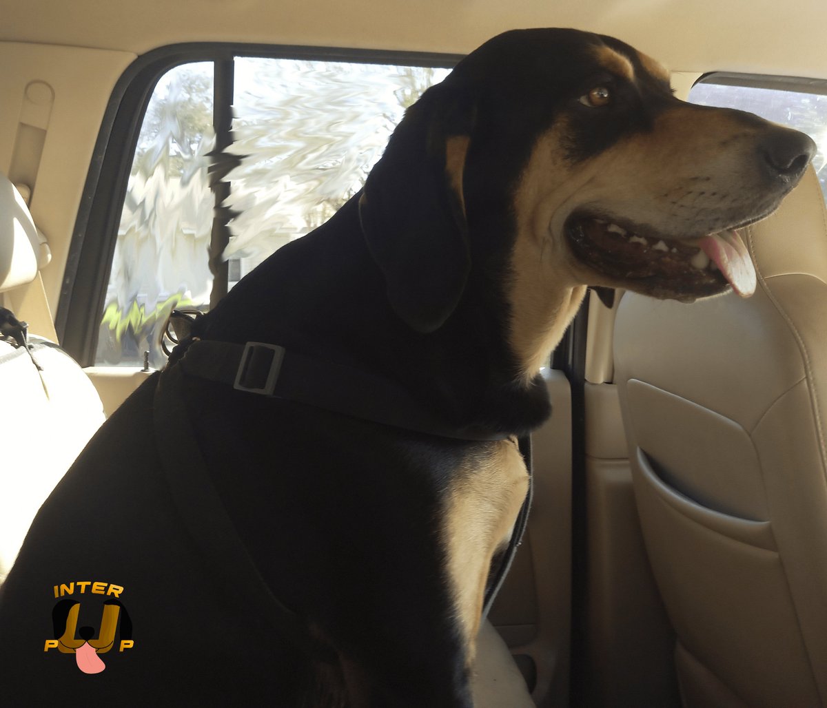 InterPup's tweet photo. I'm not driving, I'm just steering. | James Bean

#InterPup #JamesBean #Puppy #Pup #Dog #PuppyPictures #Beagle #Coonhound #BlackandTan #BlackandTanCoonhound #doggy #pet #mydog #doglover #pupper #bark #spoiled #dogstagram #dogsofinstagram #puppiesofinstagram #doglife #dogs https://t.co/jJ4TeGfimU