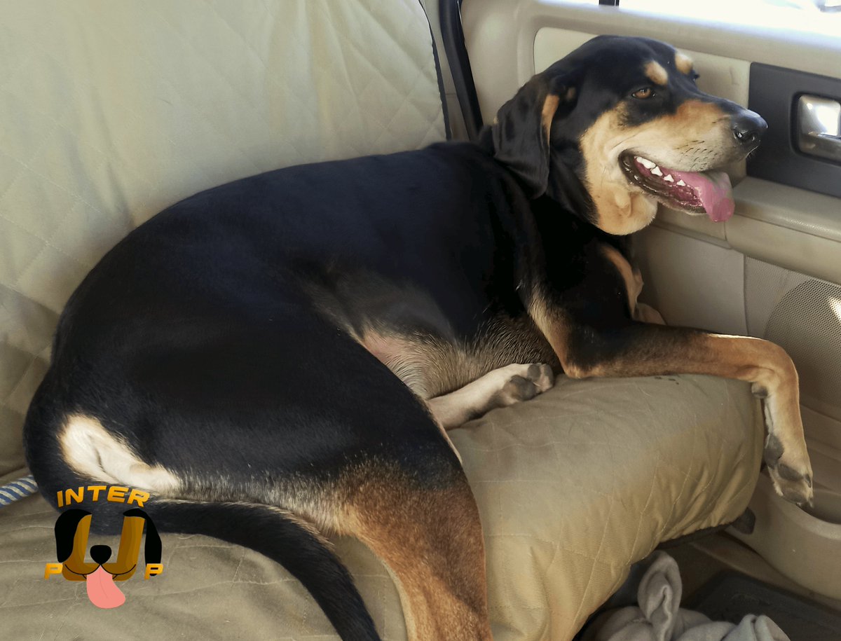 InterPup's tweet photo. I'm not sure if I'm more excited for the road trip or the snacks. | James Bean

#InterPup #JamesBean #Puppy #Pup #Dog #PuppyPictures #Beagle #Coonhound #BlackandTan #BlackandTanCoonhound #doggy #pet #mydog #doglover #pupper #bark #spoiled #dogstagram #dogsofinstagram https://t.co/zBRRVUwFoh