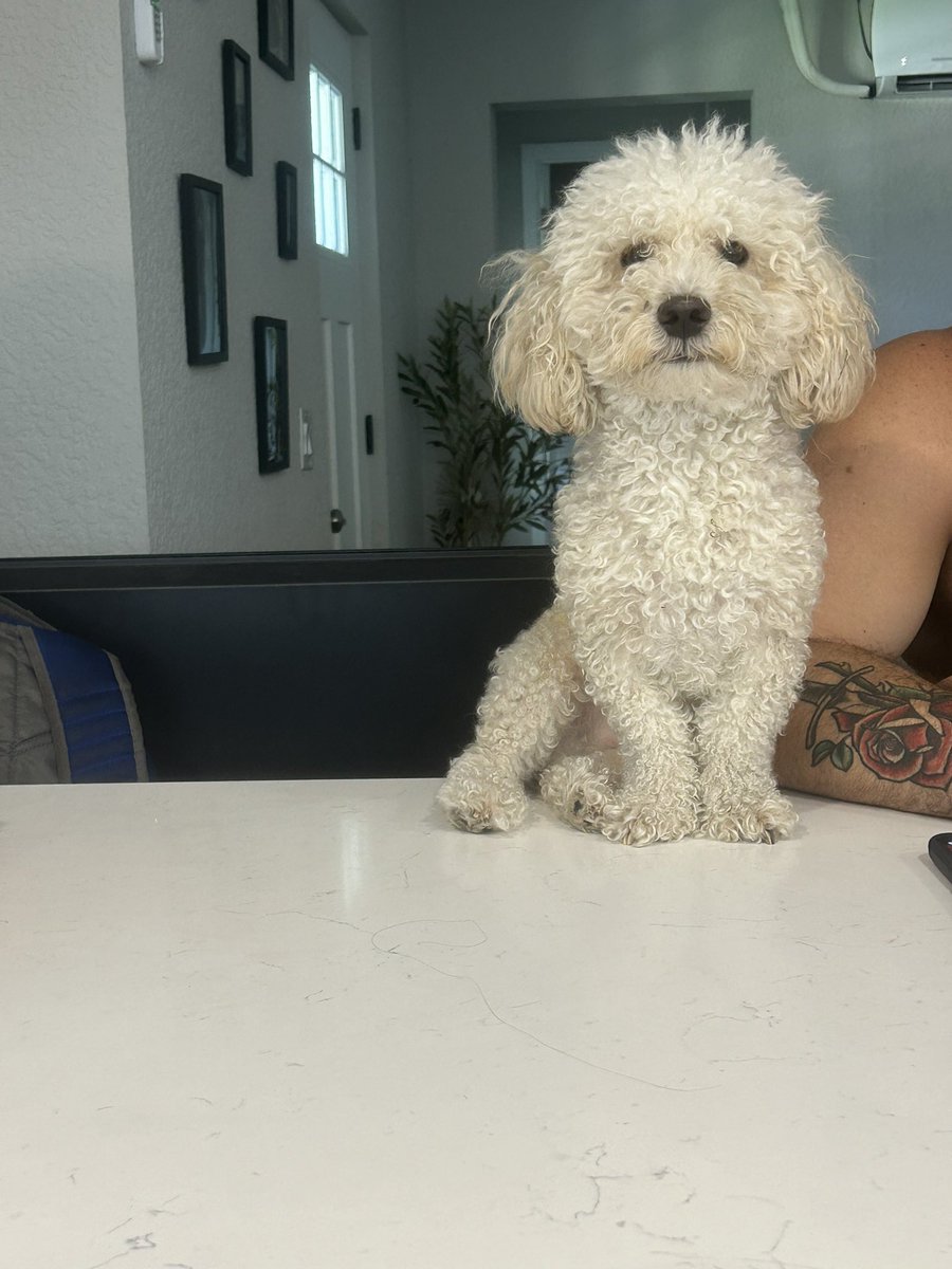 fearhercora's tweet photo. rip my sweet boy stich got hit by a car tonight 🥺🥺🥺🥺🥺 @xXbettermjfXx  @CoraJadeWWE https://t.co/6H9LLfgJZf
