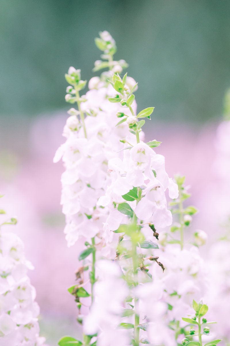 Nan003TW's tweet photo. #花の写真 
#カメラ好きな人と繋がりたい 
#写真好きな人と繋がりたい 
#カメラ #カメラ初心者 
#fujifilm #fujifilm_xseries 
#photography #XT5 
#xf70300 #xf70300mm https://t.co/MaIQkOuUu2