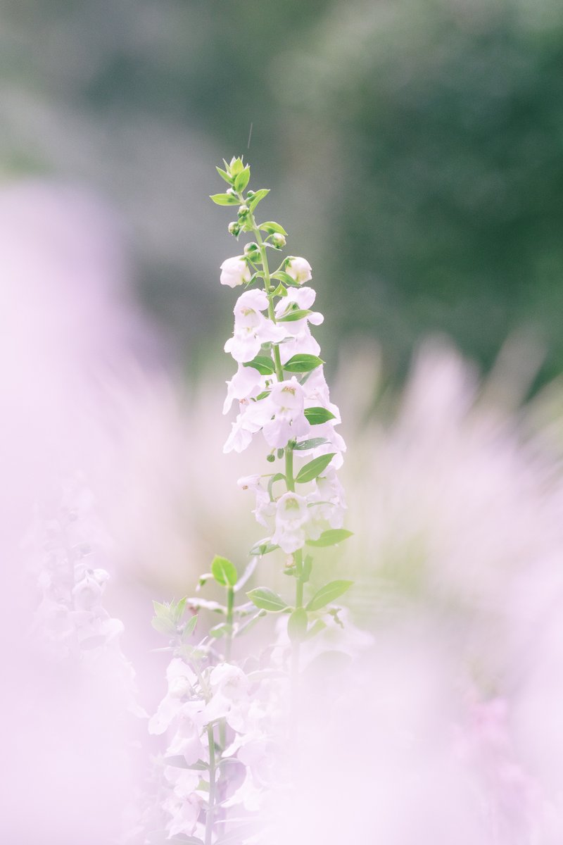 Nan003TW's tweet photo. #花の写真 
#カメラ好きな人と繋がりたい 
#写真好きな人と繋がりたい 
#カメラ #カメラ初心者 
#fujifilm #fujifilm_xseries 
#photography #XT5 
#xf70300 #xf70300mm https://t.co/MaIQkOuUu2