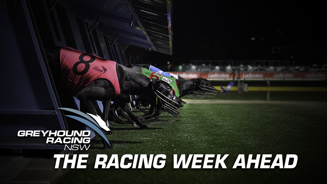 🐾 The Racing Week Ahead 🐾

Click here for an update on upcoming events for the following week, highlighting several of those events for which nominations close over the next seven days 👇

thedogs.com.au/news/2024-10-1…

#thedogs