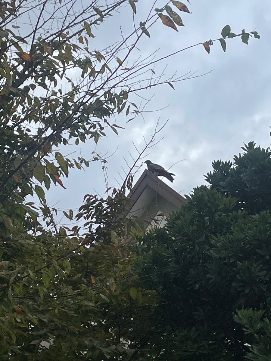 doer builder tweet media