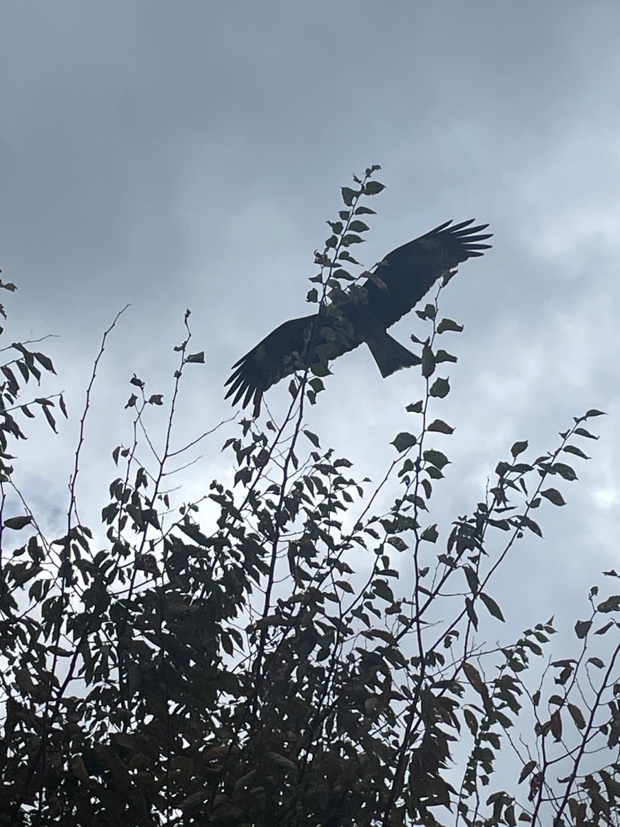 doer builder tweet media