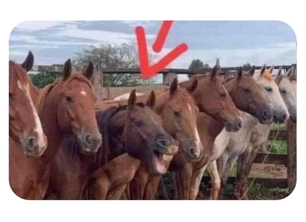 Las yeguas de piales del Nacional burlandose de los pialadores...