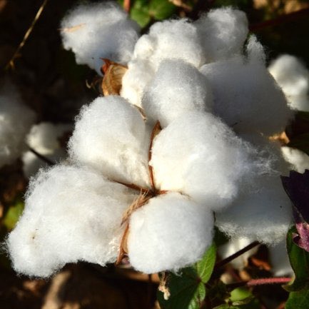 Şanlıurfa Ticaret ve Sanayi Odası Başkanı Sn. Mehmet Yetim, Şanlıurfa Pamuğunun tescillendiği müjdesini verdi.. 
Şehrine bu şekilde sahip çıkacak insanlara ihtiyacımız var…