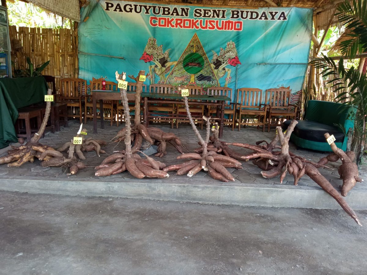 BiblengCo's tweet image. Masih Ada waktu untuk masuk lomba ketela pohon dalam rangka hari jadi BIBLENG ke 6. 

Hadiah utama :Rp. 1000,000
Hadiah runner up : Rp. 500.000 
Hadiah ke-3: Rp.300.000

Plus Hadiah hiburan 🎁🎉🎊

#Bibleng #ultah #birthday #competiton #prize #goodluck🍀