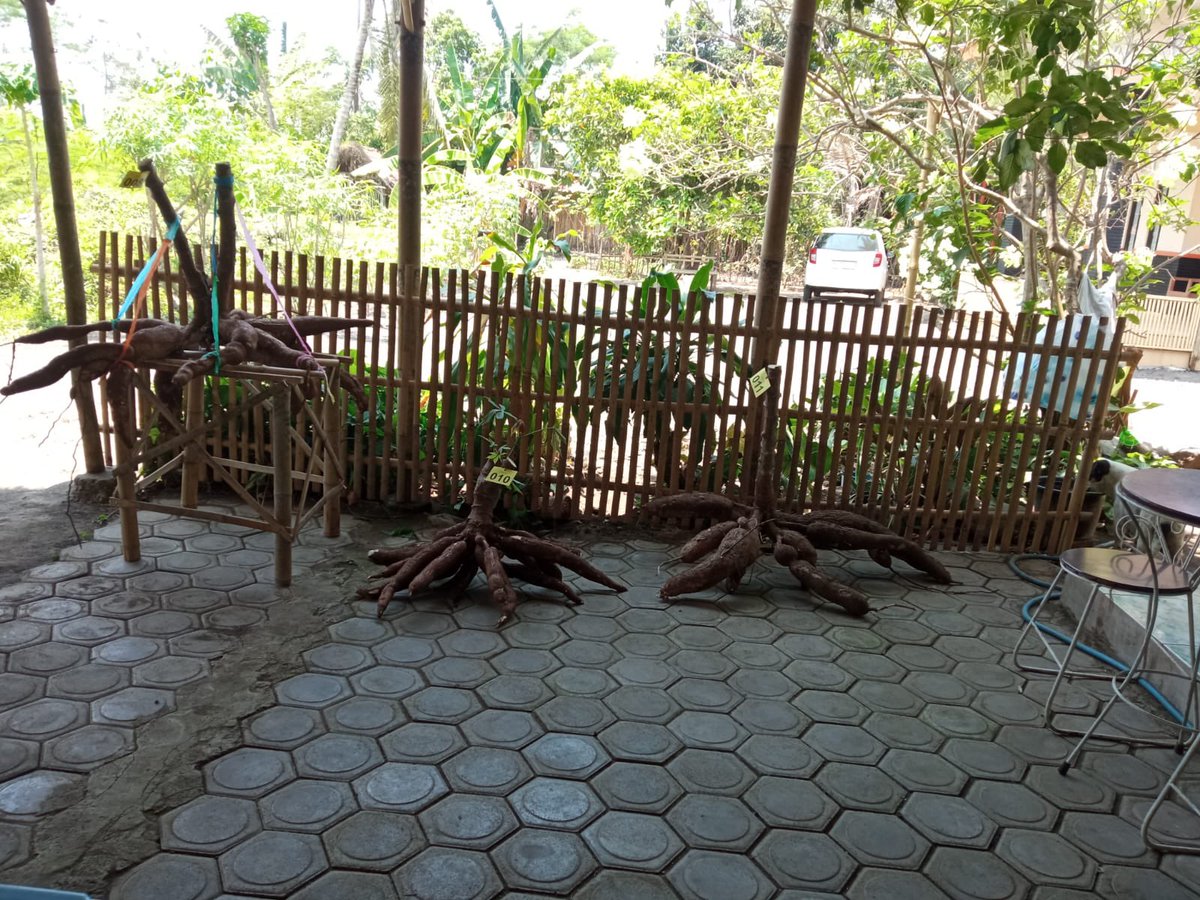 BiblengCo's tweet image. Masih Ada waktu untuk masuk lomba ketela pohon dalam rangka hari jadi BIBLENG ke 6. 

Hadiah utama :Rp. 1000,000
Hadiah runner up : Rp. 500.000 
Hadiah ke-3: Rp.300.000

Plus Hadiah hiburan 🎁🎉🎊

#Bibleng #ultah #birthday #competiton #prize #goodluck🍀