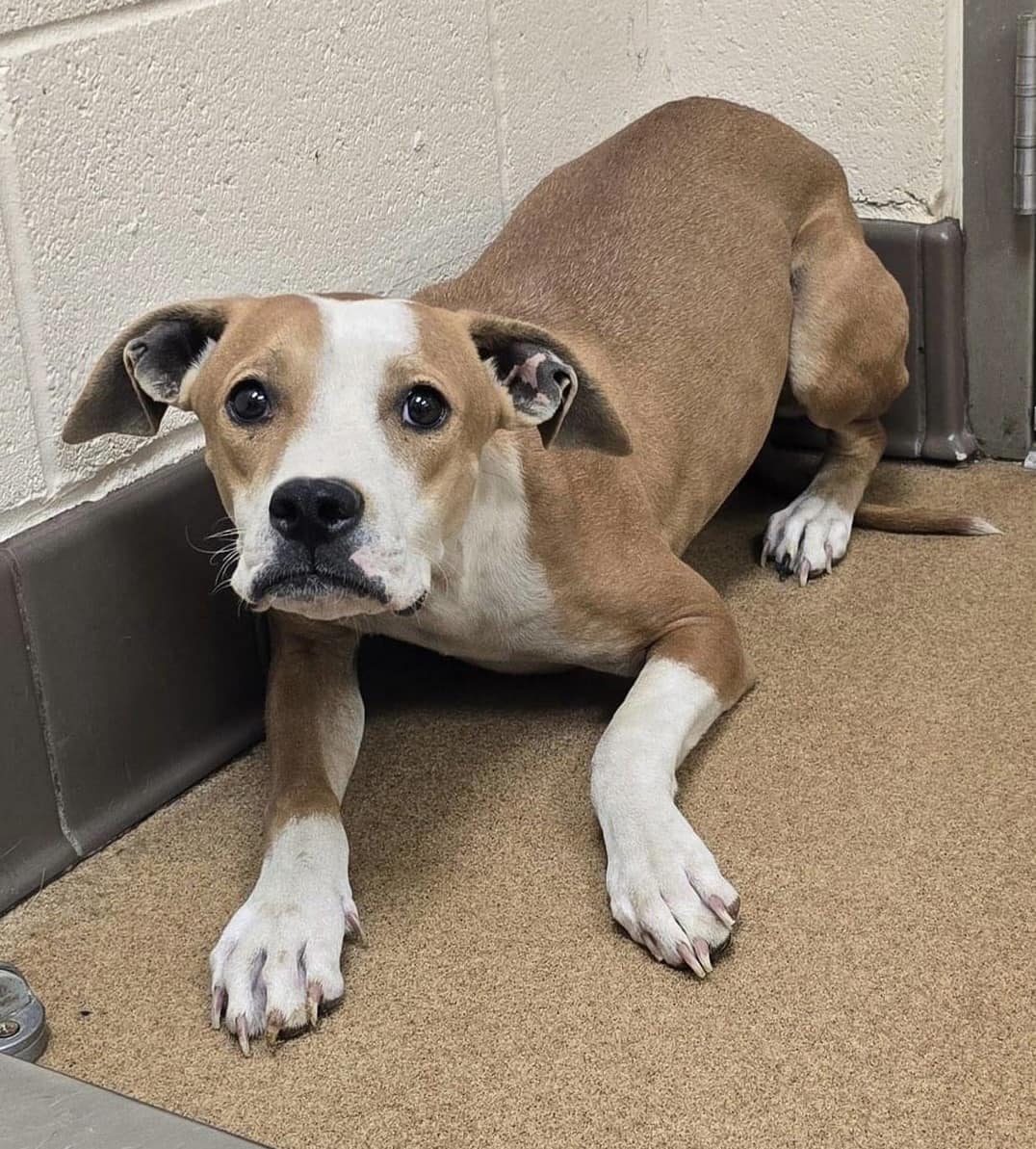 Keith Olbermann's Dogs tweet media