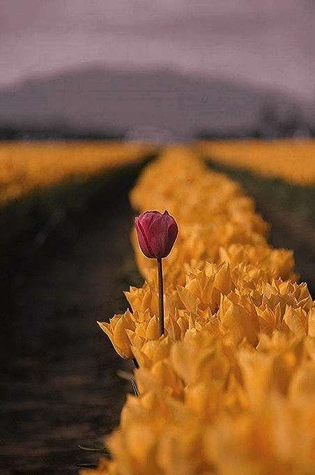 GemmitiMoreno's tweet photo. . . . sei unica,
come la natura
che si distrae .

     moreno https://t.co/qoBpXwj292