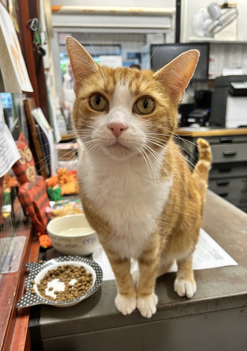 Good morning and welcome to Fish For Tea Friday

Success isn't just about what you accomplish in your life; it's about what you inspire others to do.

#cats #cats #Cat #CatsOnTwitter #CatsOfTwitter