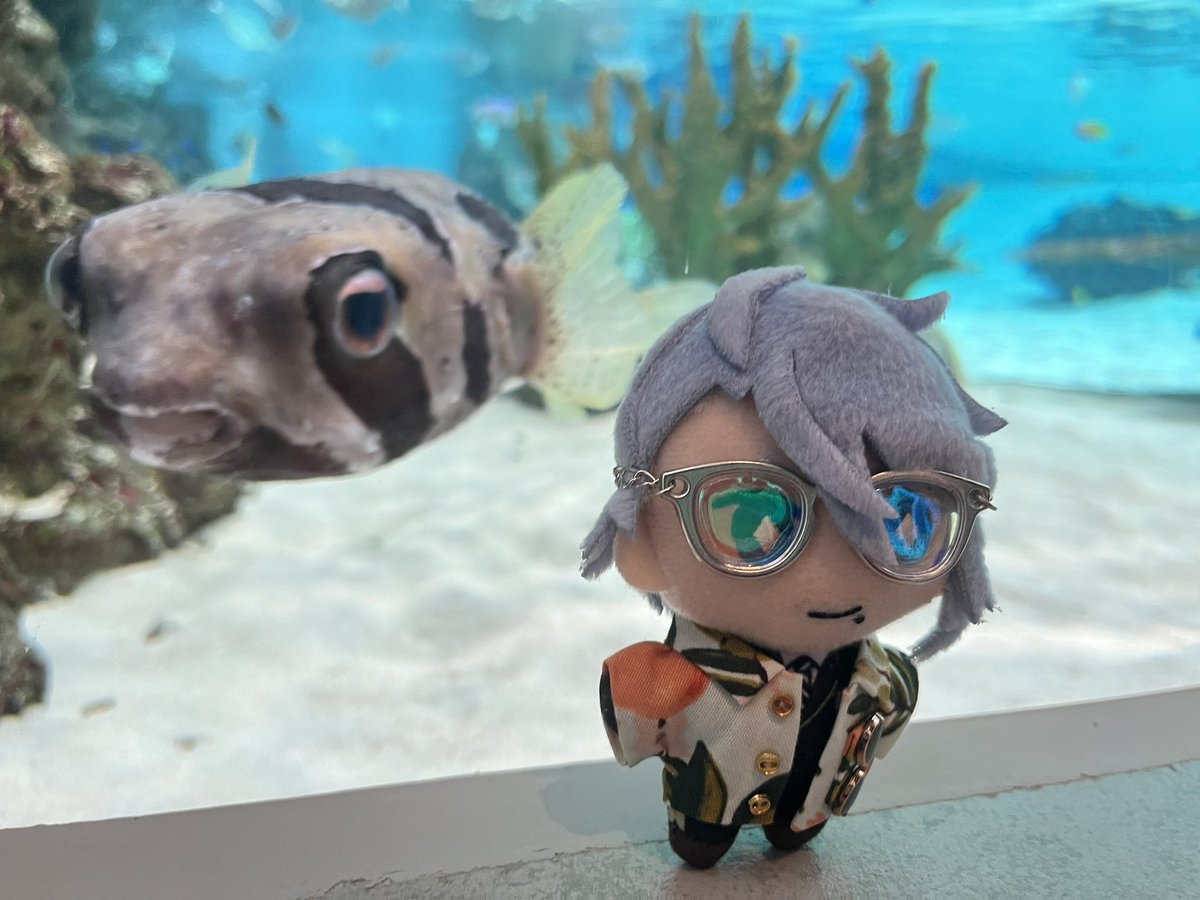 liilili97's tweet photo. 🐙のこと撮ってたらめちゃくちゃ映り込んできてくれたおさかな 🐙のこと好きなのかな⁉️😊 https://t.co/aePByxb8EU