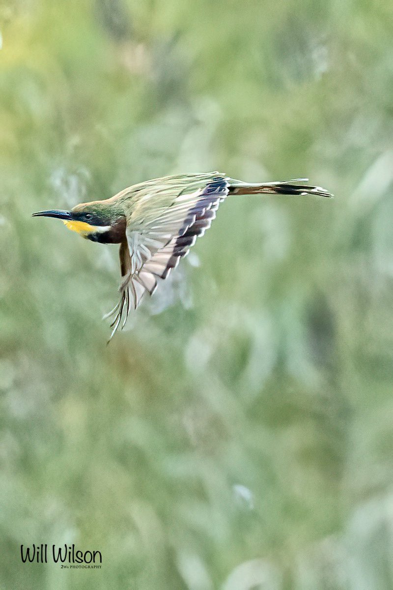 Will Wilson (@2wsphotography) on Twitter photo A Cinnamon-chested Bee-eater on the wing…
📍Gisakura, in <a href="/NyungwePark/">Nyungwe National Park</a> #Rwanda #RwOX #BirdTwitter A Cinnamon-chested Bee-eater on the wing…
📍Gisakura, in <a href="/NyungwePark/">Nyungwe National Park</a> #Rwanda #RwOX #BirdTwitter