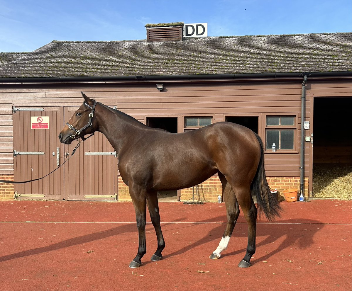 We have two lovely yearlings selling today, Lot 1666 a Bated Breath colt out of a half sister to Lucky Vega and Lot 1752, a very speedy looking daughter of Tasleet 👀 🏇