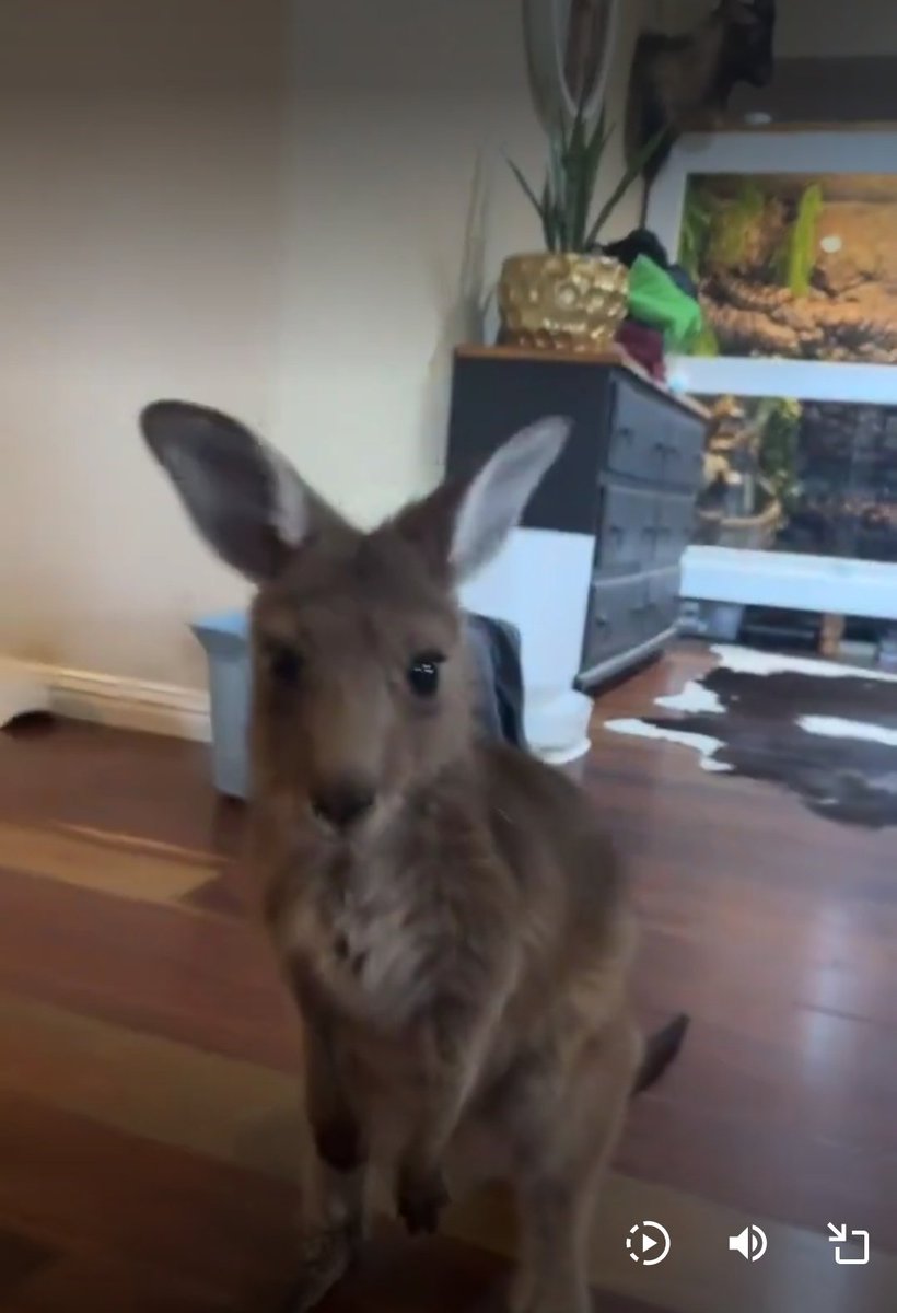 <a href="/AMAZlNGNATURE/">Nature is Amazing ☘️</a> Idk what I expected the distraction to be but it surely wasn't Kangaroo Jack Jr. Lol 💀