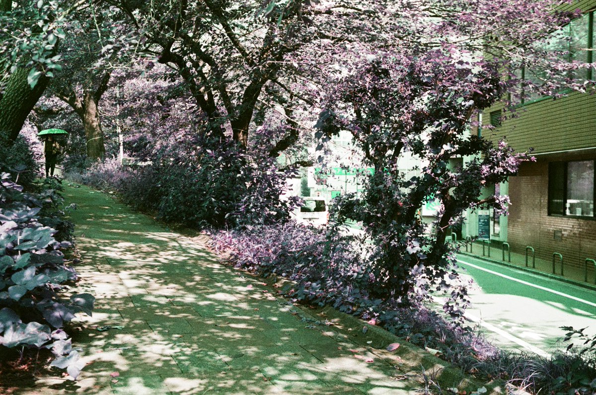 palette_itigaya's tweet photo. ロモクローム_パープルで撮る店舗近隣。見慣れた光景でもなんだか新鮮に。たまにはこういうのもイイよね。
#paletteplaza
#市ヶ谷
#lomochrome
#purple
#写真撮ってる人と繋がりたい
#filmcamera
#pentax
#smca
#フィルムカメラ https://t.co/Z5tnBEttfZ