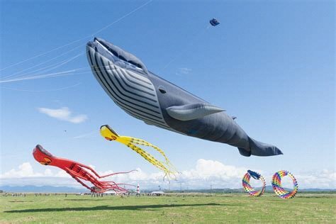 KasukabeCity_PR's tweet photo. 【日本の凧の会秋季全国大会を開催します】
本日、日本の凧の会秋季大会とハルカイトまつりを開催します！
(担当)観光振興課 ℡0487361129
詳細は市公式HP( https://t.co/EWLMjPMeSD   )へ
#春日部 #日本の凧の会 #秋季大会 #凧 #ハルカイト https://t.co/K2Gc0xgPYt