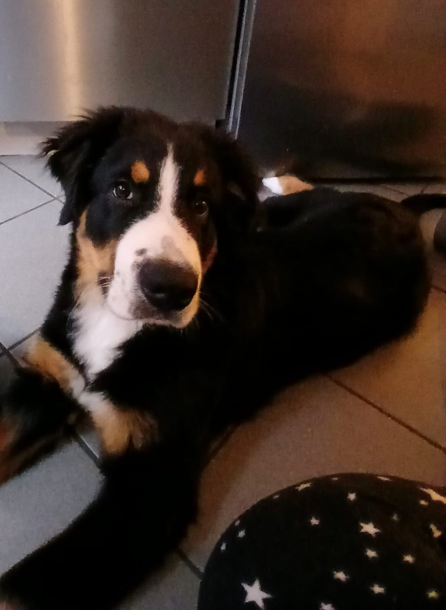 C Evolution tweet media