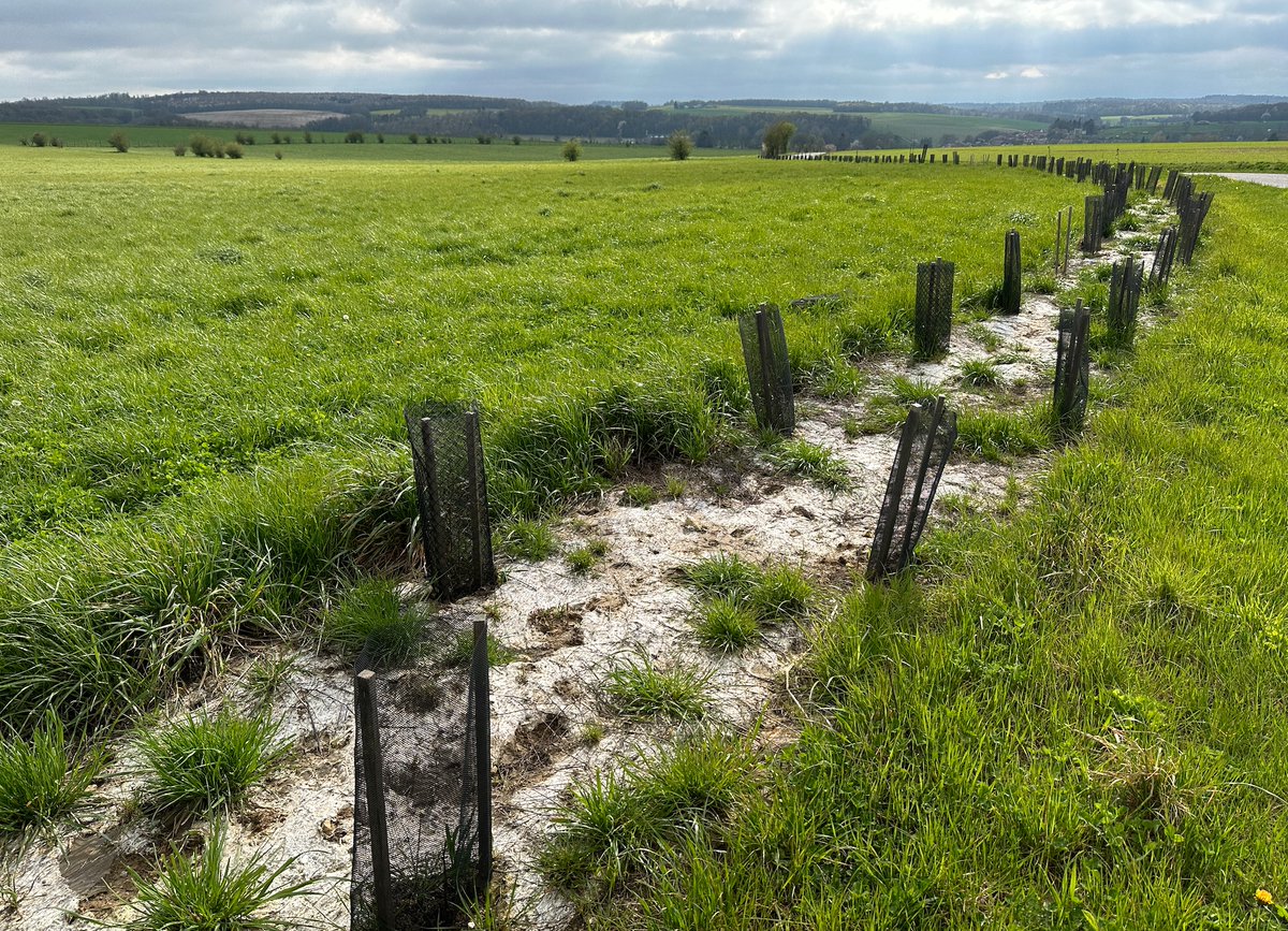 La haie, irrémédiablement mal-aimée ?
Le PLF 2025 réduit de 110 millions à 30 millions € le budget alloué au Pacte pour la haie, au grand dam de @afacagrofo, qui dénonce un projet « désastreux ».
➡️urls.fr/vgMcm4
#haie #LabelHaie #VegetalLocal #PacteHaie