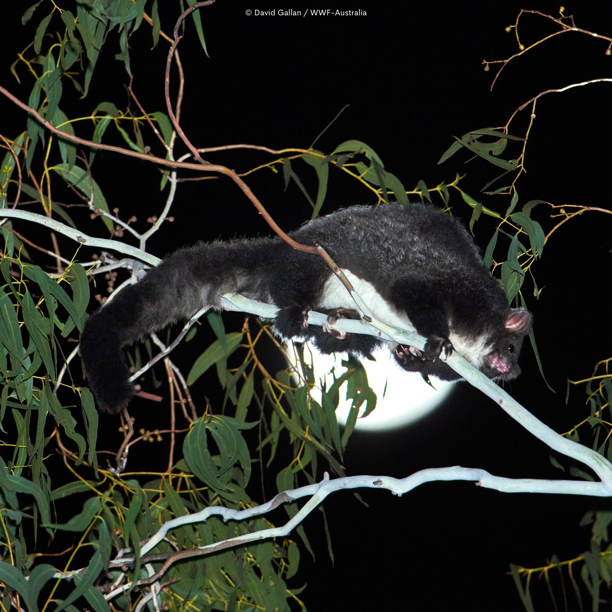 100’s of #endangered greater gliders were almost missed in forests marked for logging… until surveys uncovered 825 gliders — 3x more than industry claimed! 🦉

Tell <a href="/AlboMP/">Anthony Albanese</a> and <a href="/tanya_plibersek/">Tanya Plibersek</a> to protect them.

We need stronger nature laws now...