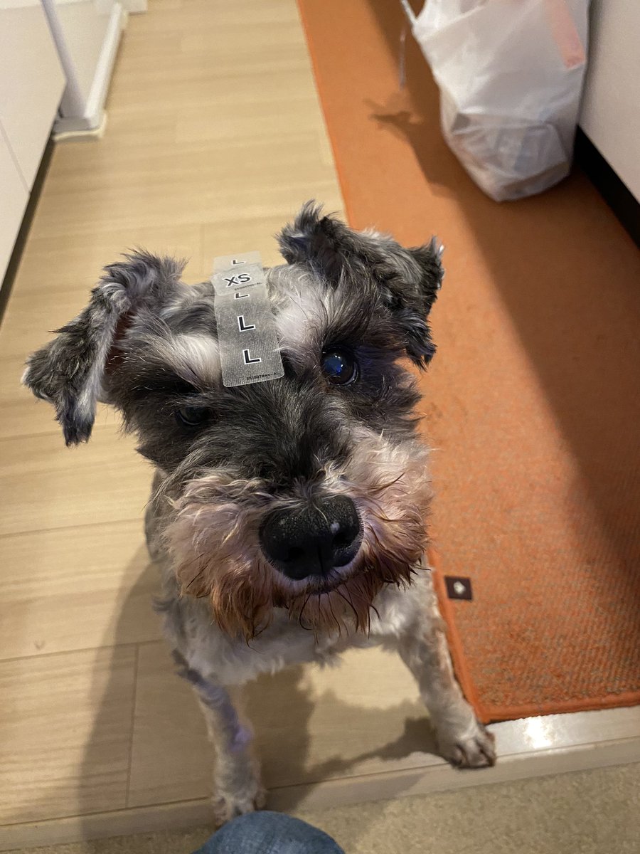 kate_monchhichi's tweet photo. 来年の手帳を買いに雑貨屋さんに行ったら超絶可愛いシュナのポーチ見つけて即買い🥰うちの子にもよく似てる🐶💕…かな？ #Flowerring  #ミニシュナ https://t.co/IauoLbPSud
