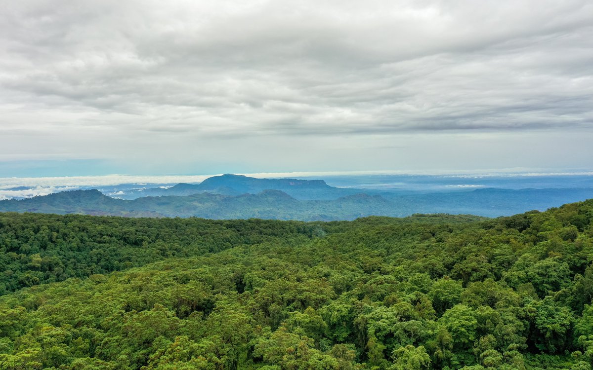 Encounterafric's tweet image. Good Morning. Standing at the summit of Mount Elgon, where the sky meets the earth—breathtaking views at every turn."
#MountElgon #SummitViews #UgandaMountains #AdventureTravel #NatureLovers #Visituganda

gorilla-tracking-uganda.com