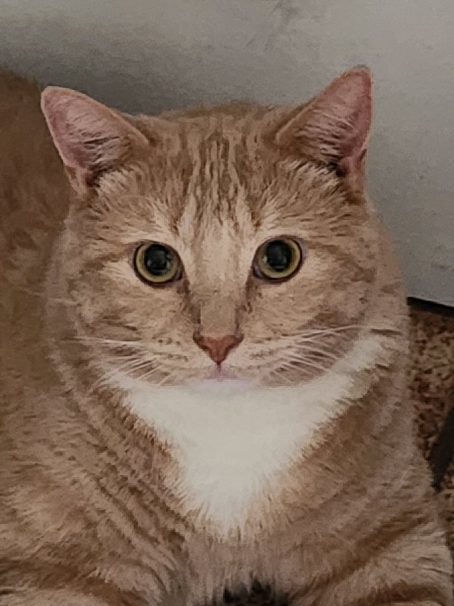 Greyfangwolf's tweet photo. @CohhCarnage Sorry to hear about your loss yes they are family and close to you. My best friend lost her little boy taz just yesterday at the age of 4 and a half. Even though I was his auntie it still hurts as I loved him as much as my own when my best friend was on the road . hugs https://t.co/TAgtShXjta