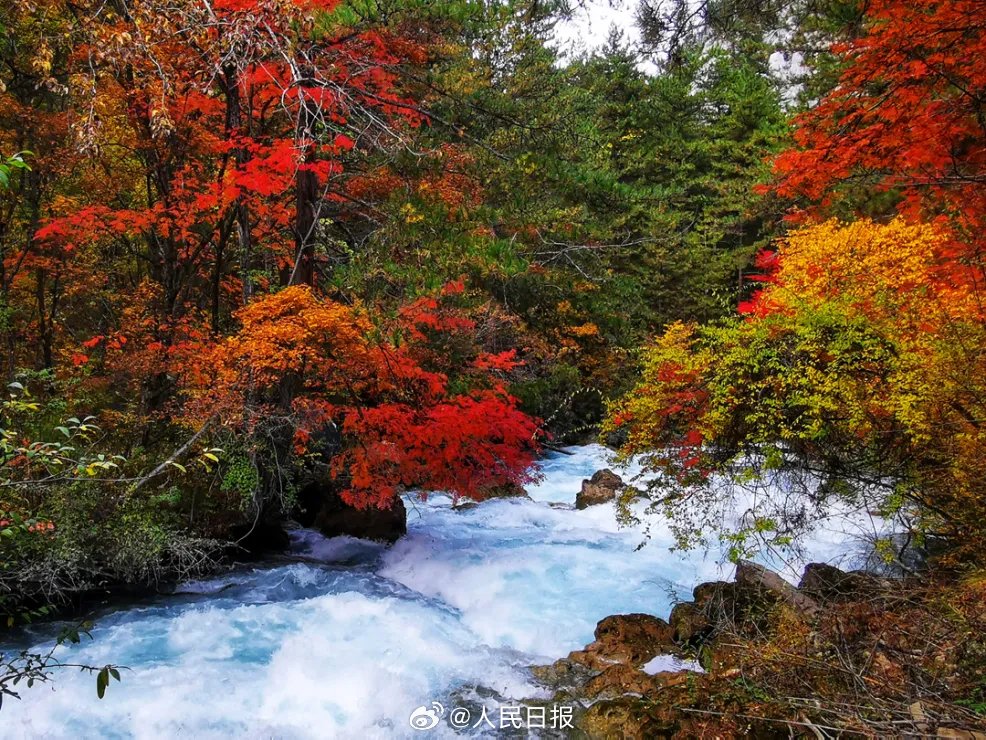 PDChina's tweet image. Every pic is a masterpiece! Jiuzhaigou scenic area, a #UNESCO World Heritage site in SW China’s Sichuan, bursts into a dazzling array of autumn colors, inviting visitors to enjoy an unparalleled #leafpeeping experience in this stunning natural wonder! #ChinaTravel #ChinaAlbum