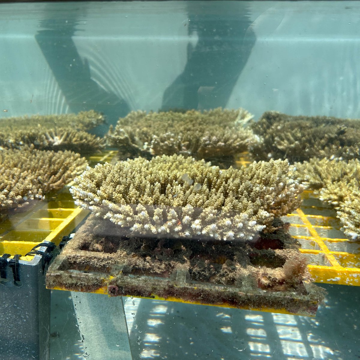 Let the late nights of coral love begin! ❤️

The countdown is on for #spawnathon2024 on the #GreatBarrierReef 

These corals ready are now in <a href="/SeaSim_AIMS/">SeaSim</a> spawn over the coming week. 

More: bit.ly/3NvPcI1 

📸: G. Zampa and A.Tuimalealiifano