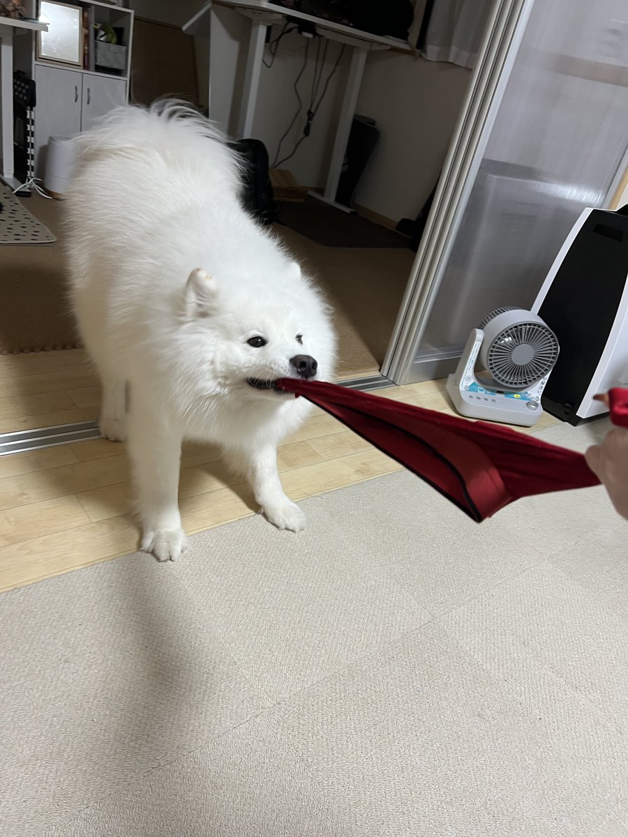 パパが大好きなサモエドはパパのパンツも大好きだった ※いらなくなった