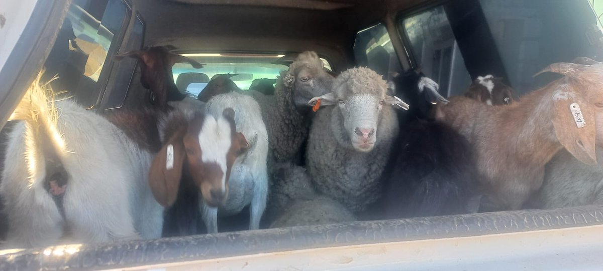 _ArriveAlive's tweet image. Two suspected stolen vehicles and stock recovered in OR Tambo  buff.ly/403oWMO

#ArriveAlive #StolenVehicles #StockTheft @SAPoliceService