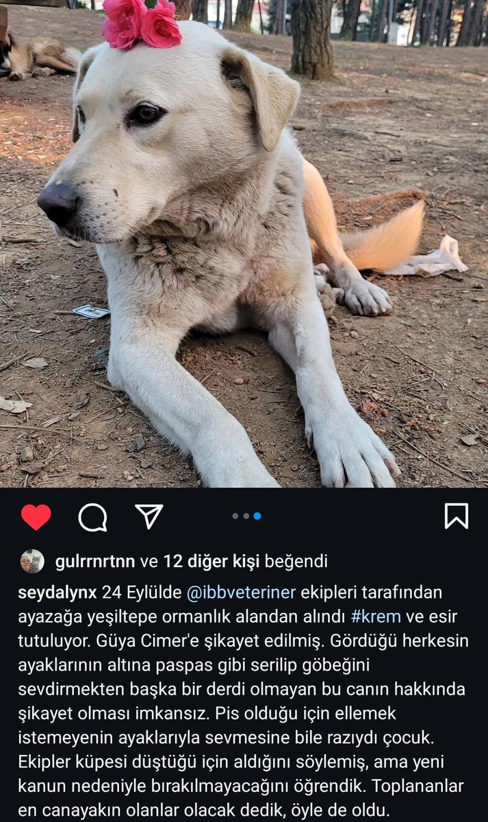 Hülya Erge tweet media