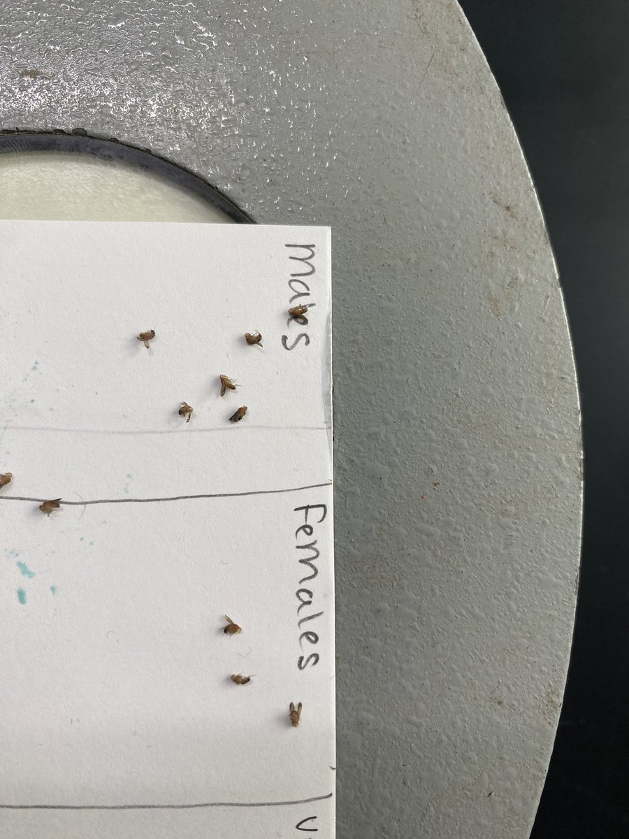 Carinne Collier tweet media