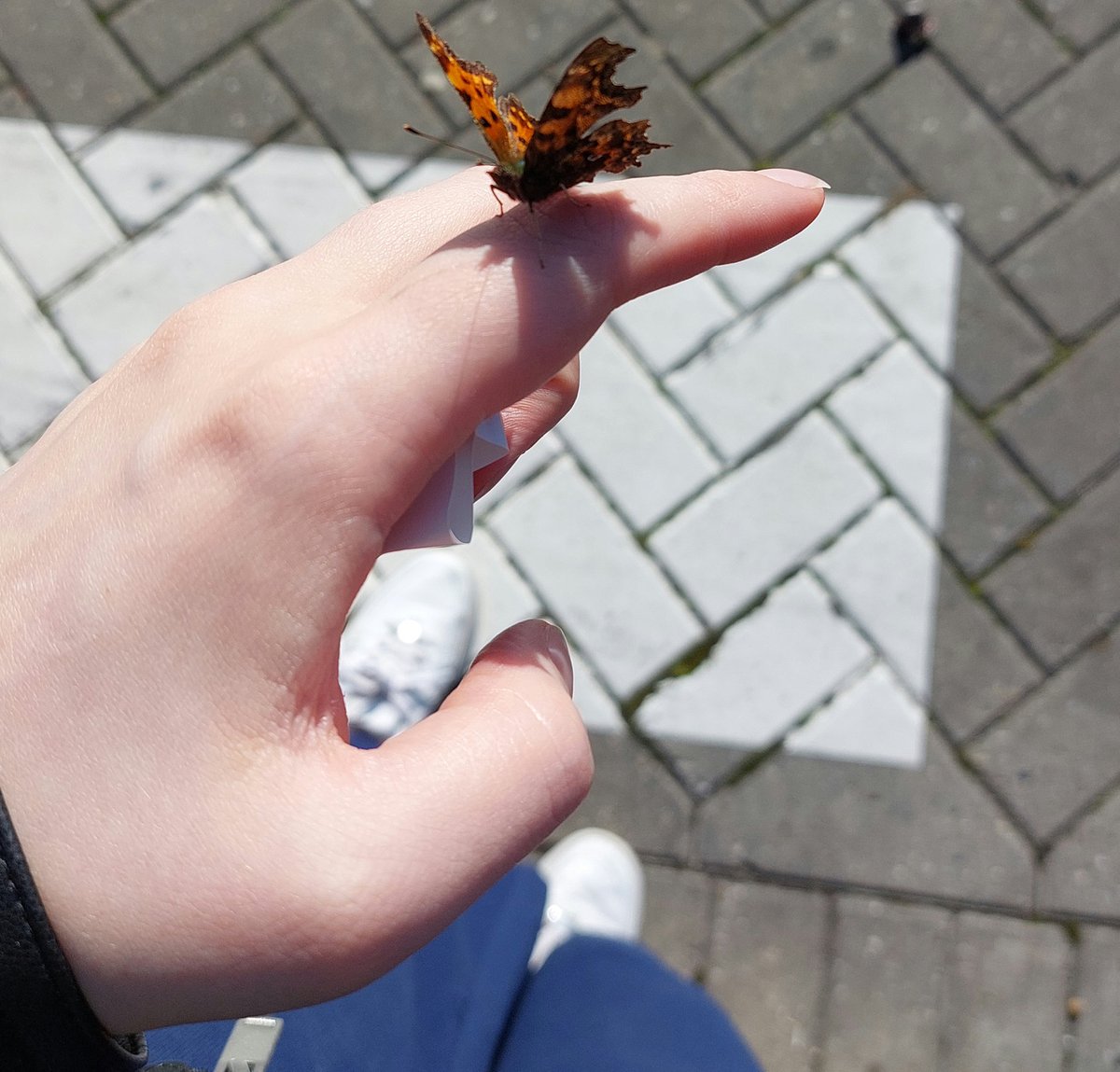is the universe trying to tell me something, by sending this butterfly and landing it on my finger. 🥹🦋✨