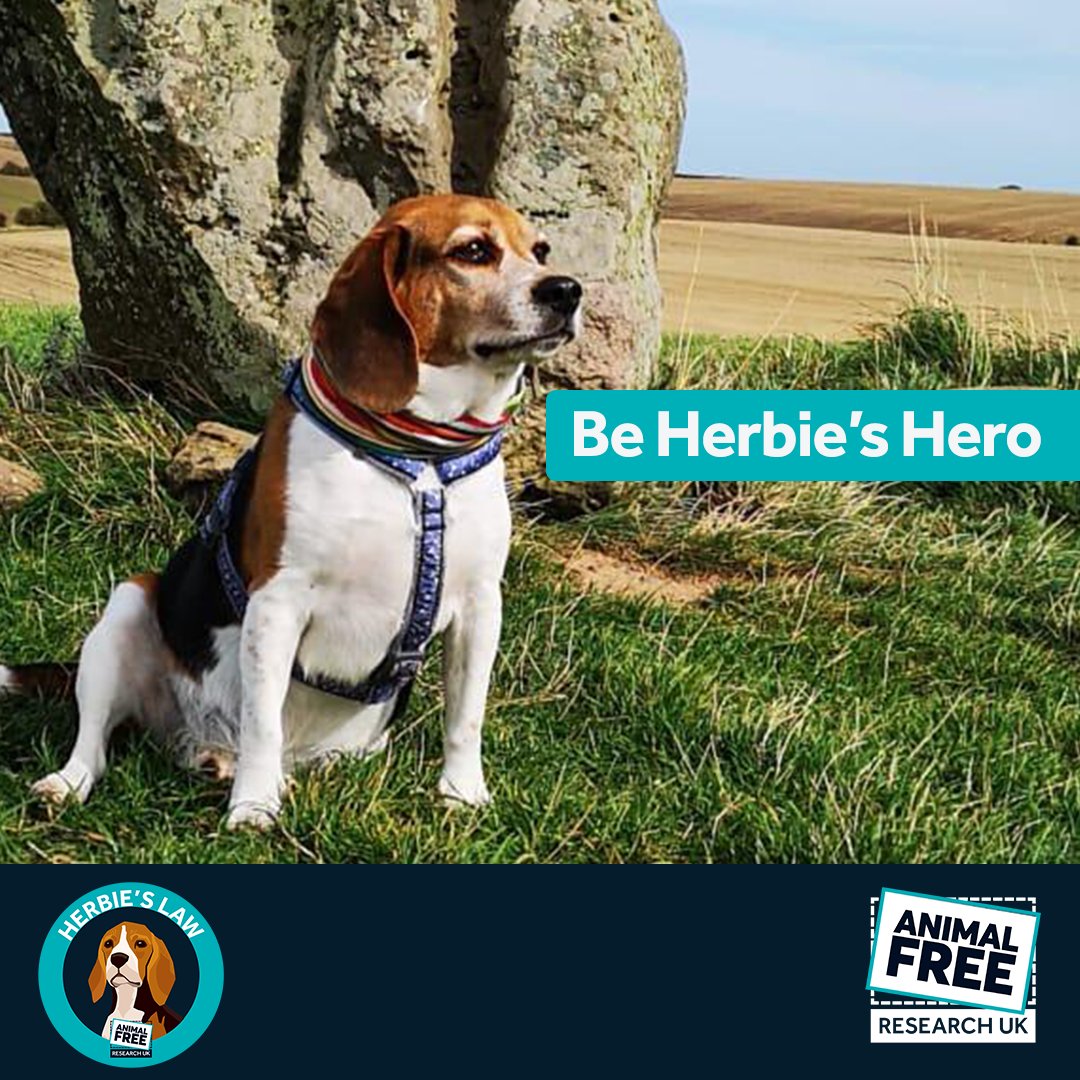 I support #HerbiesLaw to replace cruel, ineffective &amp; costly animal experiments in medical research

Alternatives focusing on how the human body works are making breakthroughs without animal suffering.
Please SIGN &amp; SHARE:
 tinyurl.com/ynn5cky5FOLLOW <a href="/AFR_UK/">AnimalFreeResearchUK</a>
#HerbiesHeroes