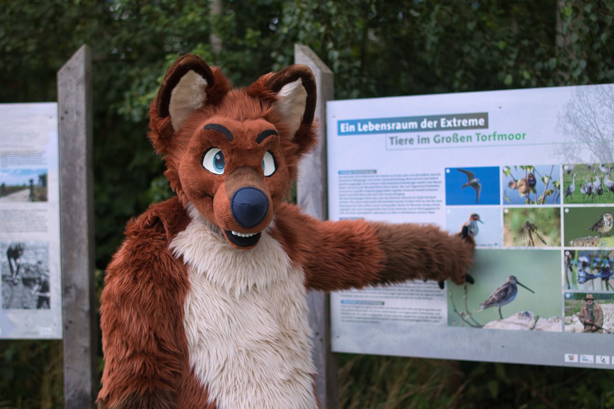 fusky_husky's tweet photo. Food? 

Happy #FursuitFriday 

🪡=@Fur_Delicious 
📸=@FoxGamer4live https://t.co/r5ofPKfsl0