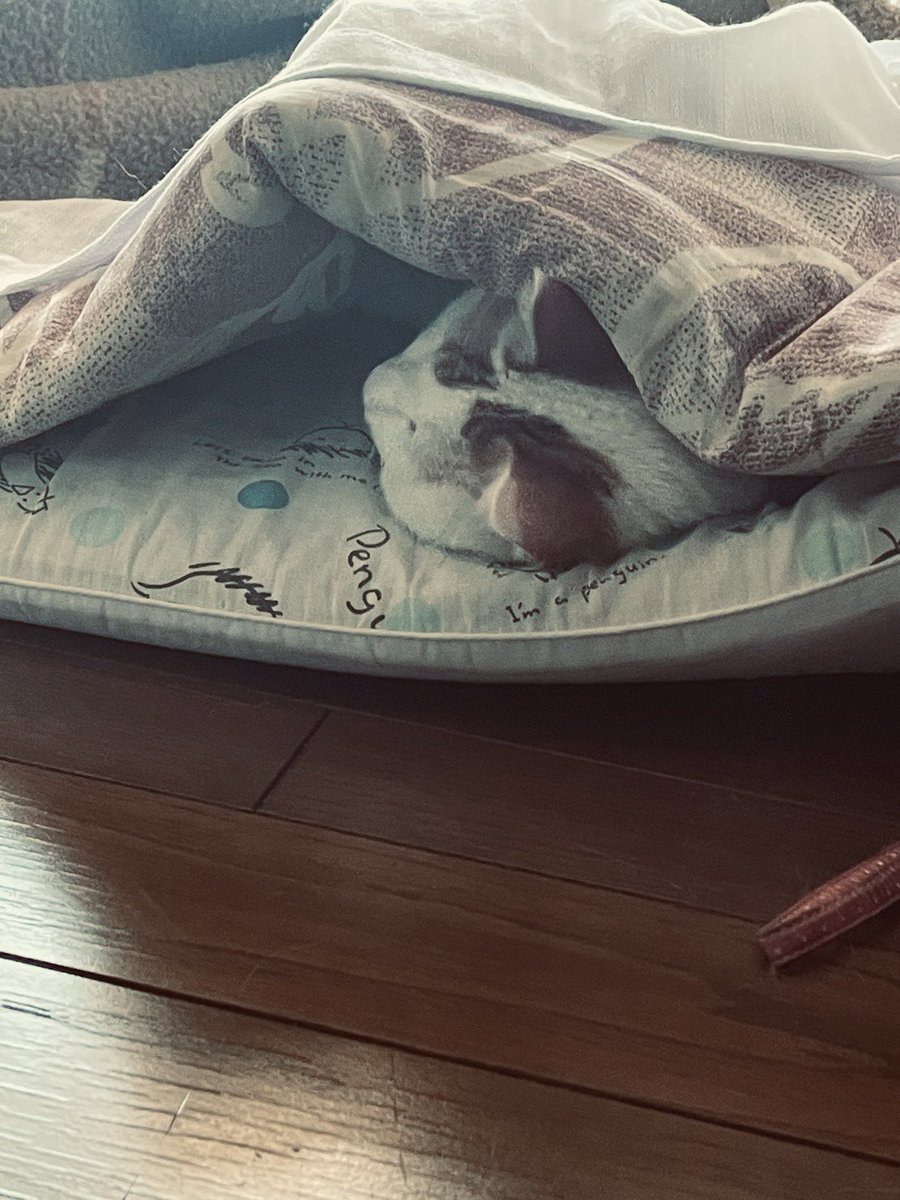 2024.10.10でわたしは5才になりにゃした。いつも暖かいコメント（毛布）ありがとでニャース😽