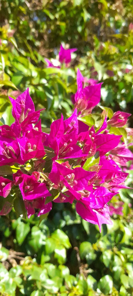 HassaneTraveler's tweet photo. Happy #FridayFlowers 🌷
United Colors Of Autumn 
#DestinationLaCiotat #France https://t.co/3L6CjZo3kp