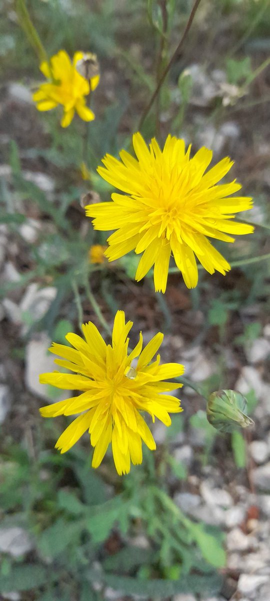 HassaneTraveler's tweet photo. Happy #FridayFlowers 🌷
United Colors Of Autumn 
#DestinationLaCiotat #France https://t.co/3L6CjZo3kp