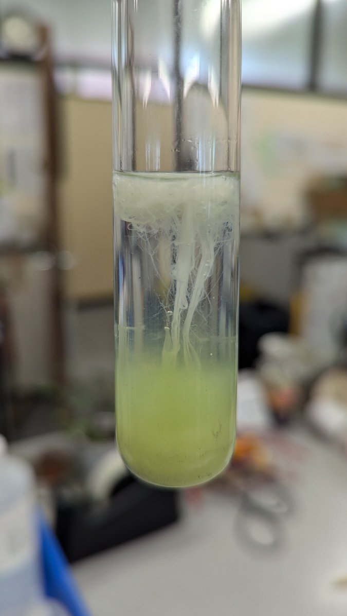 Elfed Science Department (@elfedscience) on Twitter photo Year 9 had some excellent results extracting DNA from peas with Mr Copping recently, Da iawn ! #science <a href="/ElfedHS/">Elfed High School</a> Year 9 had some excellent results extracting DNA from peas with Mr Copping recently, Da iawn ! #science <a href="/ElfedHS/">Elfed High School</a>