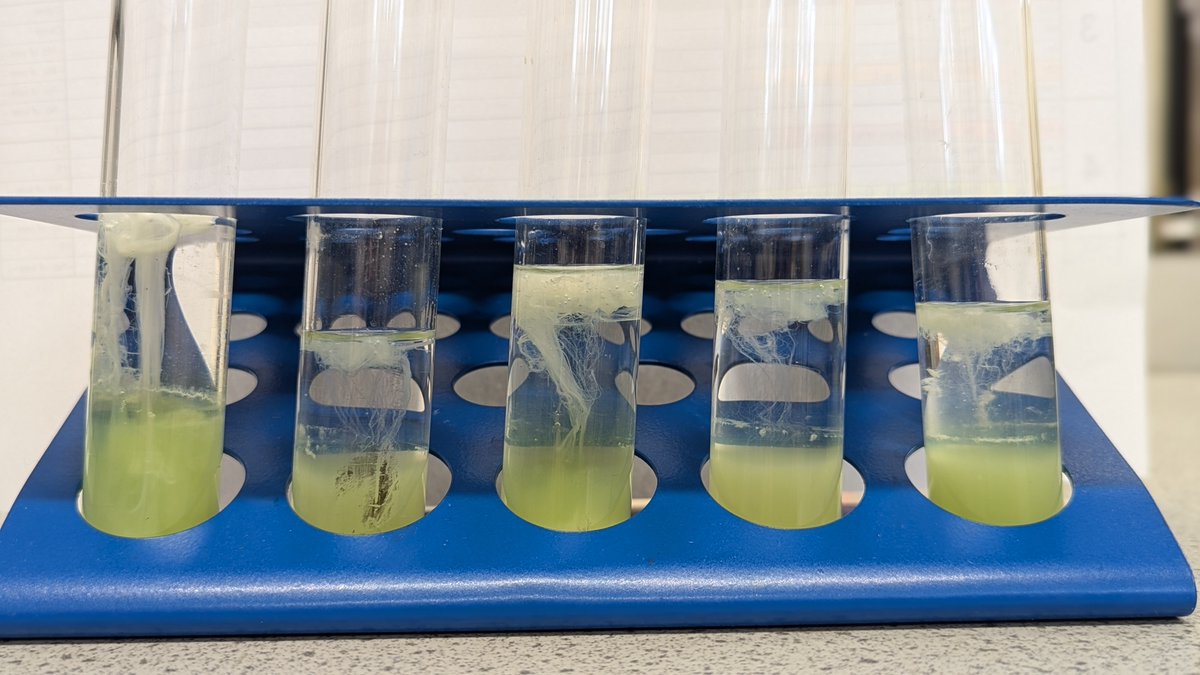 Elfed Science Department tweet media